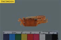 藏品(乳白南方招潮蟹)的圖片